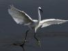Aigrette Garzette